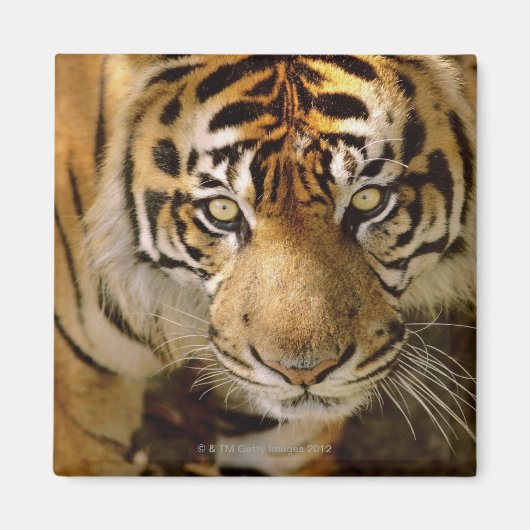 Aimant Portrait du tigre (Devant)