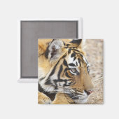 Aimant Portrait du Tigre royal du Bengale, Ranthambhor (Recto/Verso)