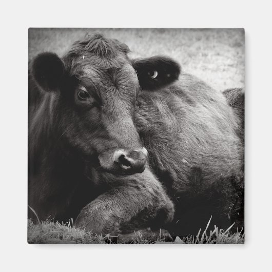 Aimant Portrait d'un Angus (Devant)