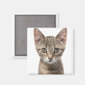 Aimant Portrait d'un chaton (Recto/Verso)