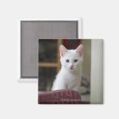 Aimant Portrait d'un chaton blanc, Suède. (Recto/Verso)