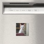 Aimant Portrait d'un chaton blanc, Suède. (In Situ (Lave-vaisselle))