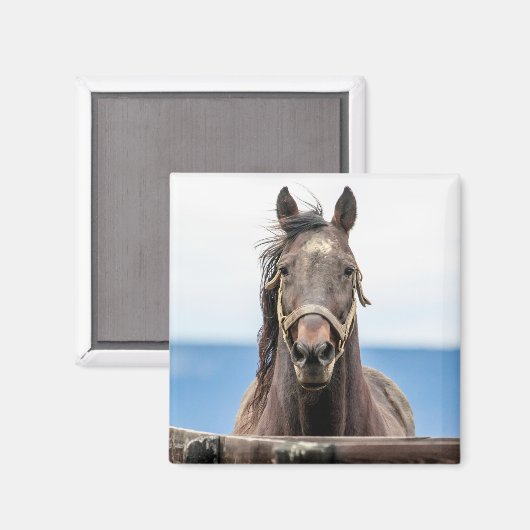 Aimant Portrait d'un cheval (Recto/Verso)