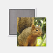 Aimant Portrait d'un écureuil Nature Animal Photographie (Recto/Verso)