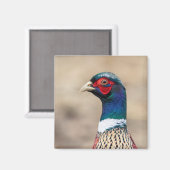 Aimant Portrait d'un faisan (Recto/Verso)
