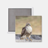 Aimant Portrait d'un Hawk à queue rouge immature (Recto/Verso)