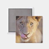 Aimant Portrait d'un jeune lion mâle menté (Recto/Verso)