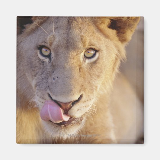 Aimant Portrait d'un jeune lion mâle menté (Devant)