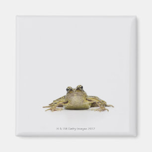 Aimant Portrait d'une grenouille dans un studio blanc