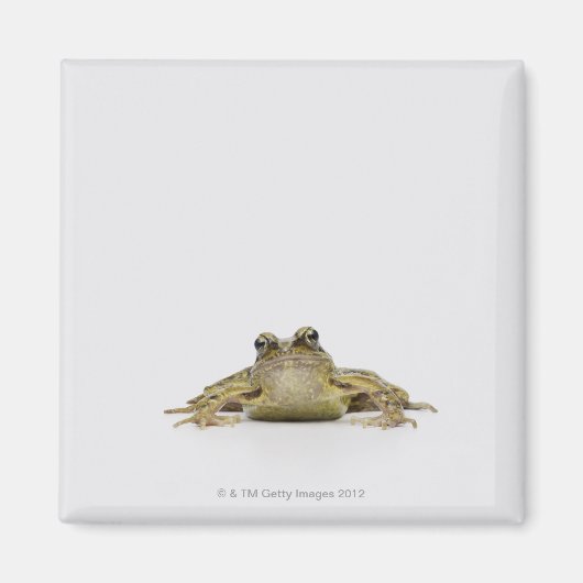 Aimant Portrait d'une grenouille dans un studio blanc (Devant)