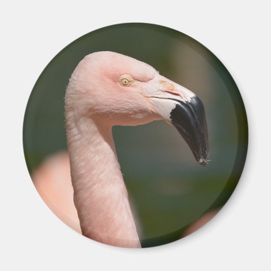 Aimant Portrait flamingo (Devant)