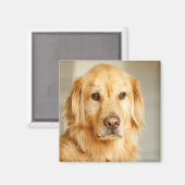 Aimant Portrait Golden Retriever (Recto/Verso)