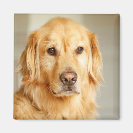 Aimant Portrait Golden Retriever (Devant)