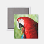 Aimant Portrait Macaw (Recto/Verso)