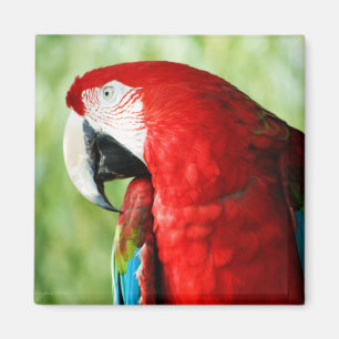 Aimant Portrait Macaw