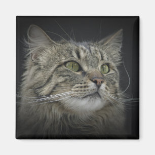 Aimant Portrait norvégien de chat de forêt