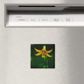 Aimant Pose étoile (In Situ (Lave-vaisselle))