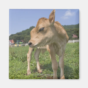 Aimant Position de veau