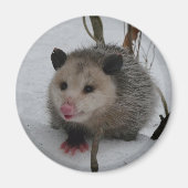 Aimant Possum à neige (Devant)