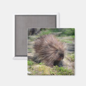 Aimant Poster nord-américain de porc-épic (Recto/Verso)