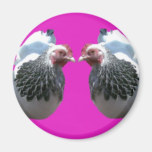 AIMANT POULET DUO SUR MAGENTA (Devant)