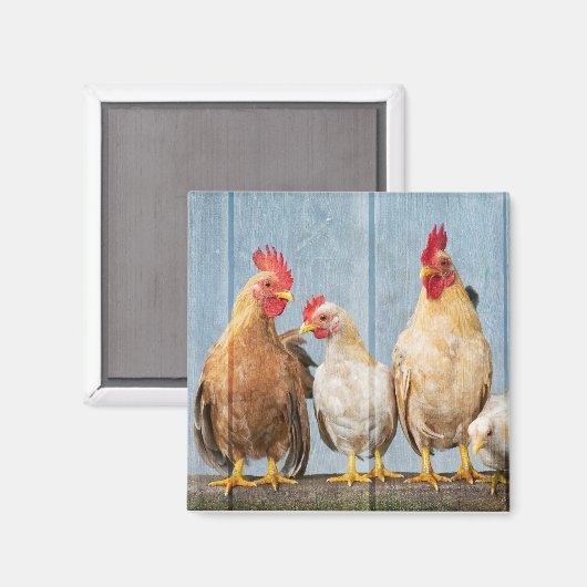 Aimant Poulet et amis (Recto/Verso)