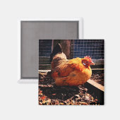 Aimant Poulet orange (Recto/Verso)