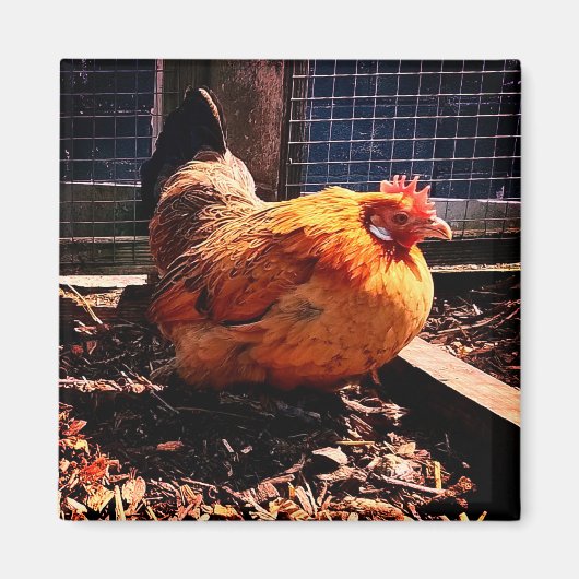 Aimant Poulet orange (Devant)