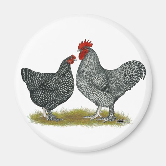 Aimant Poulets de Maline (Devant)