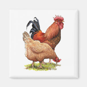 Aimant Poulets : Dessin au crayon couleur Hen et Roster