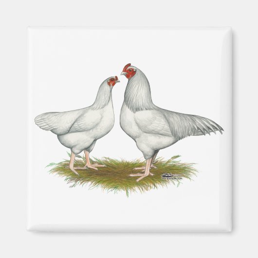 Aimant Poulets Ixworth (Devant)