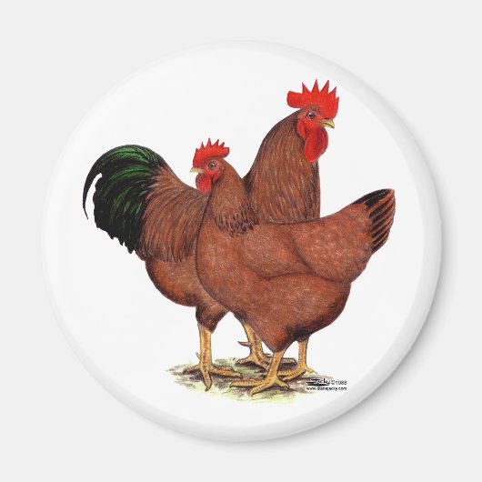Aimant Poulets rouges de production (Devant)