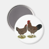 Aimant Poulets Sussex Speckés (Recto/Verso)