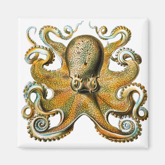 Aimant poulpe ernst haeckel (Devant)