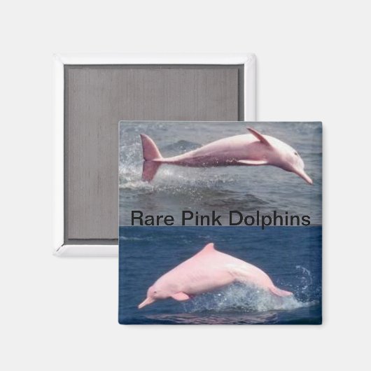 aimant pour dauphins roses rares (Recto/Verso)
