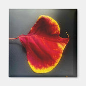 Aimant pour feuilles (Devant)