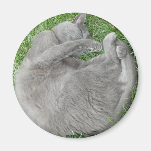 Aimant pour la sieste de chat gris (Devant)
