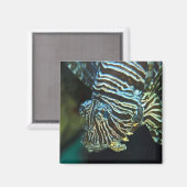 Aimant pour poissons-lions (Recto/Verso)