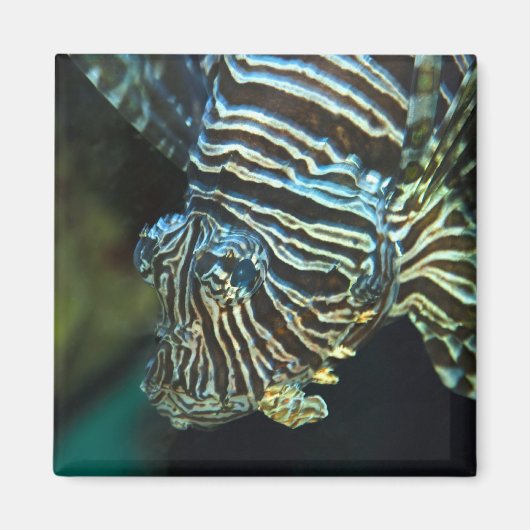 Aimant pour poissons-lions (Devant)