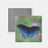 Aimant pourpre à tache rouge (Recto/Verso)