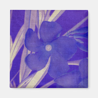 Aimant pourpre de fleur