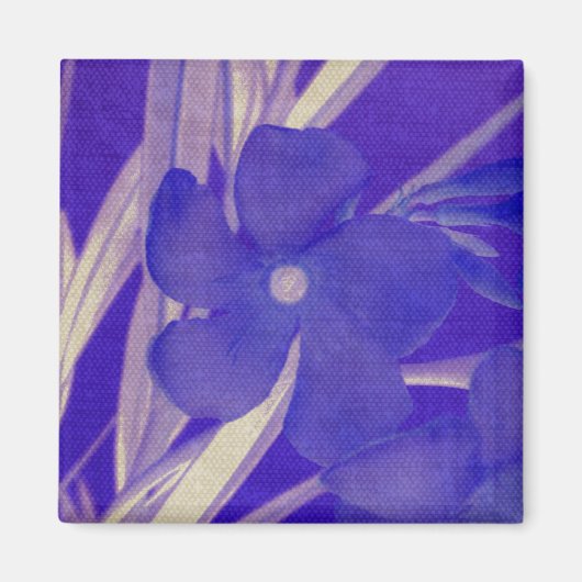 Aimant pourpre de fleur (Devant)