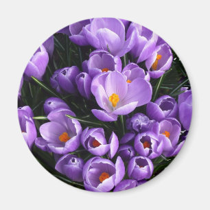 Aimant pourpre de réfrigérateur de crocus