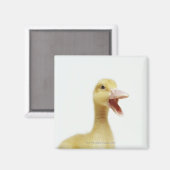 Aimant Poussette de canard de Pékin, tir à la tête (Recto/Verso)