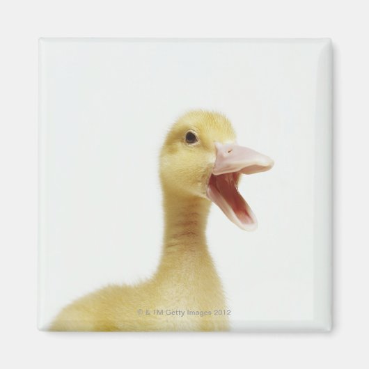 Aimant Poussette de canard de Pékin, tir à la tête (Devant)