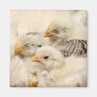 Aimant poussins