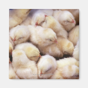 Aimant poussins, couvée des poulets