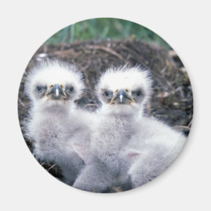 Aimant Poussins d'Eagle chauve