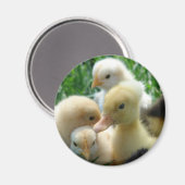 Aimant Poussins et colliers (Recto/Verso)