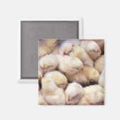Aimant poussins, pouliches (Recto/Verso)